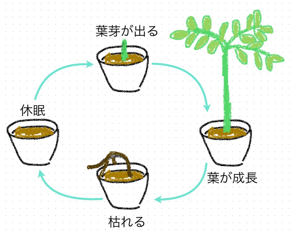 ショクダイオオコンニャクの葉の周期