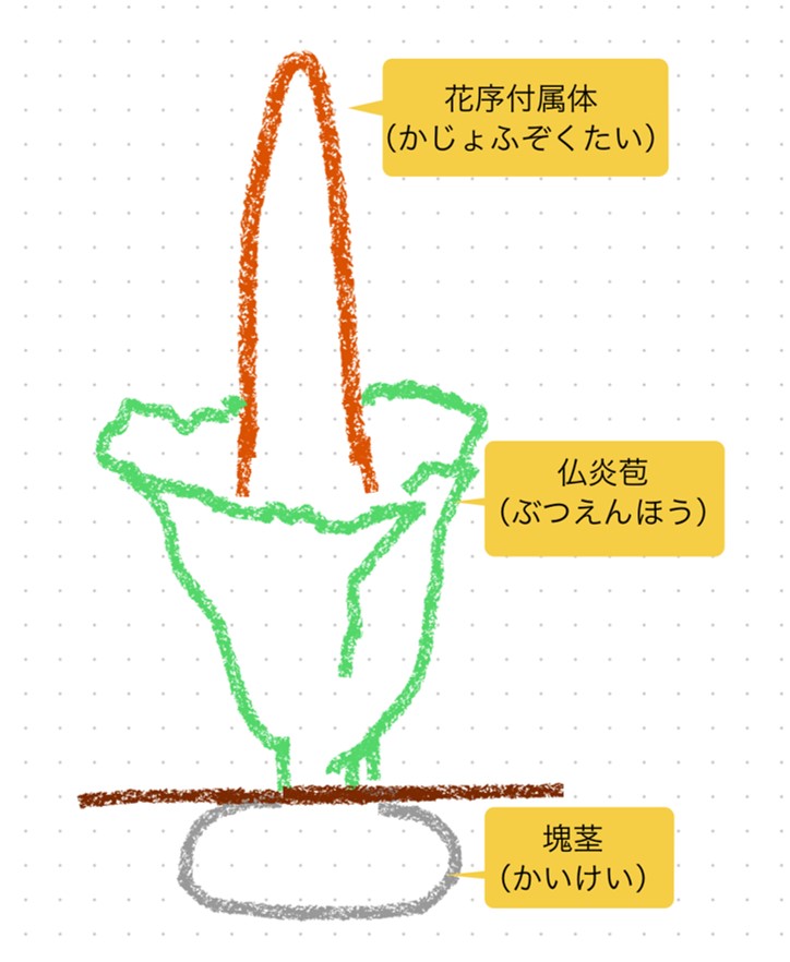 ショクダイオオコンニャクの全体図