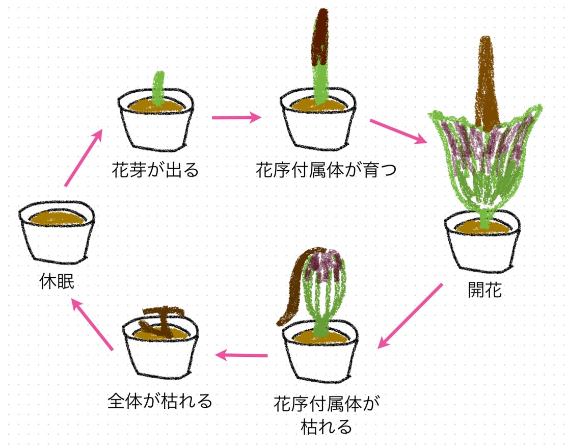 ショクダイオオコンニャクの花の周期