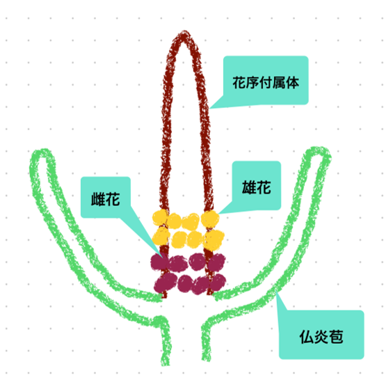 ショクダイオオコンニャクのたての図
