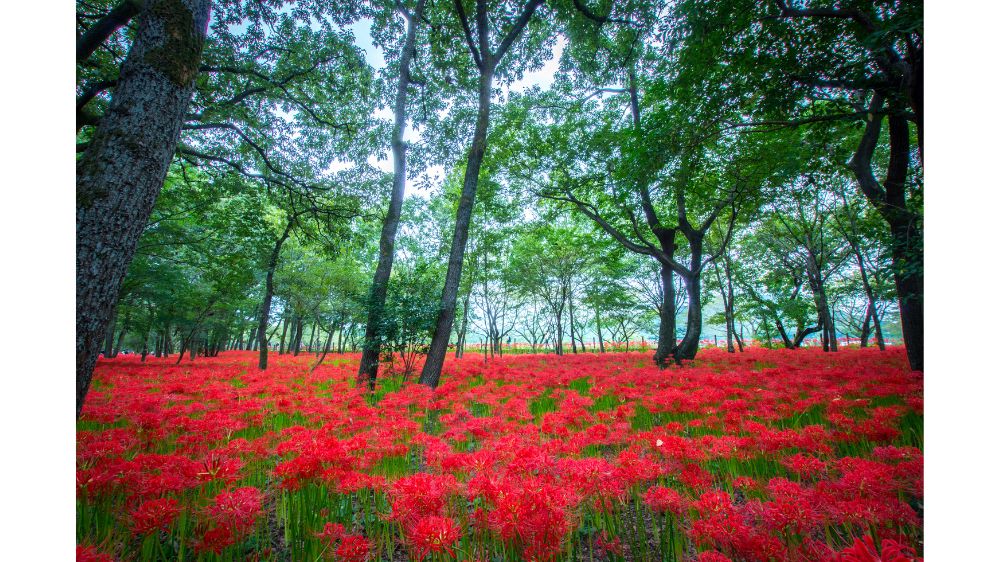 幻想的な彼岸花