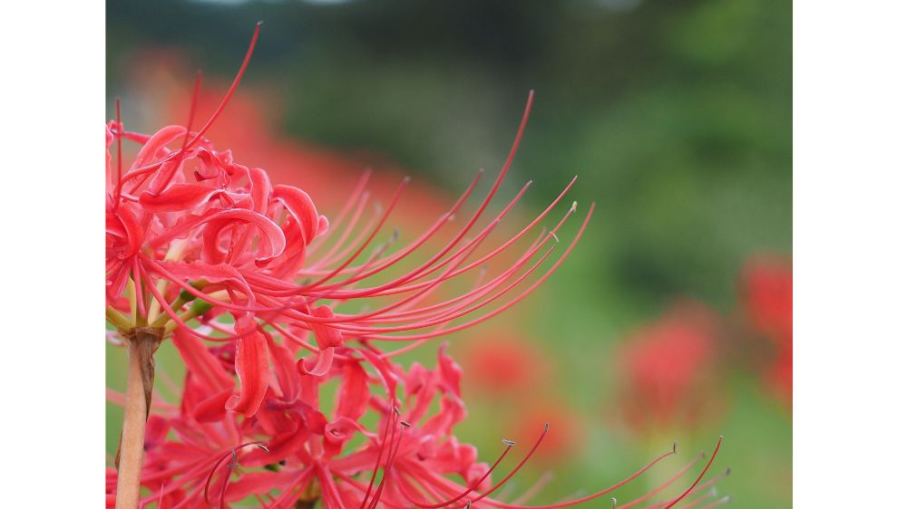 彼岸花のアップの写真