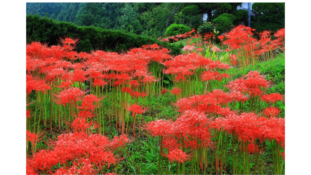 斜面に咲く彼岸花