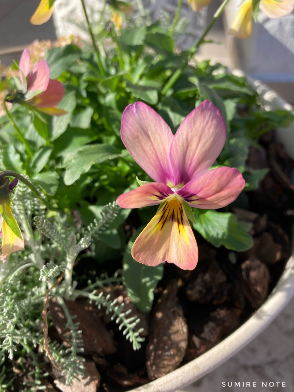 寄せ植えにした虹色カレン