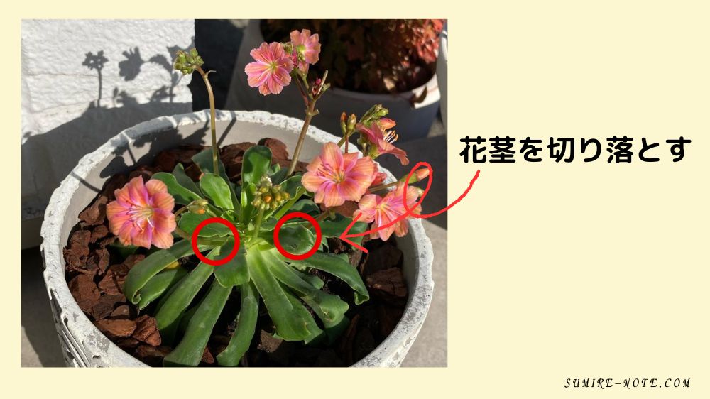 レウイシアの花を落とす位置
