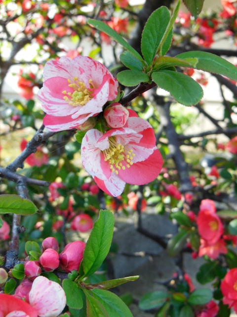 しぼりのある木瓜の花
