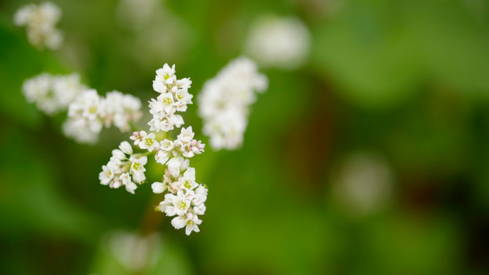 そばの花