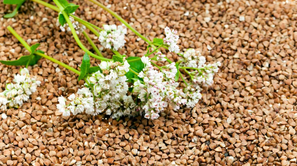 そばの実の上にある花