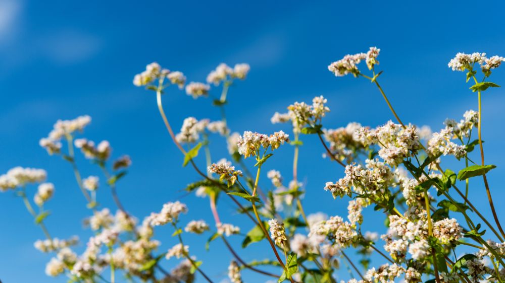 青空とそばの花