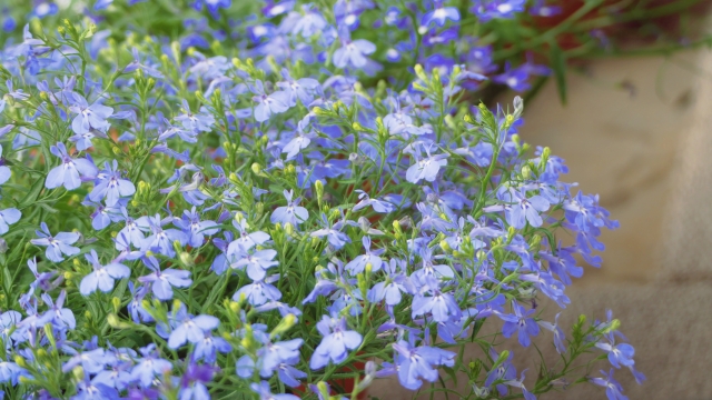 アズーロコンパクトの花のアップ
