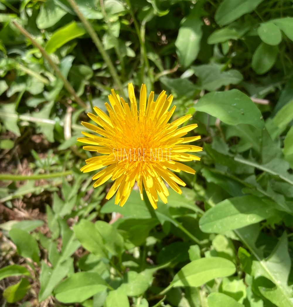 タンポポの花