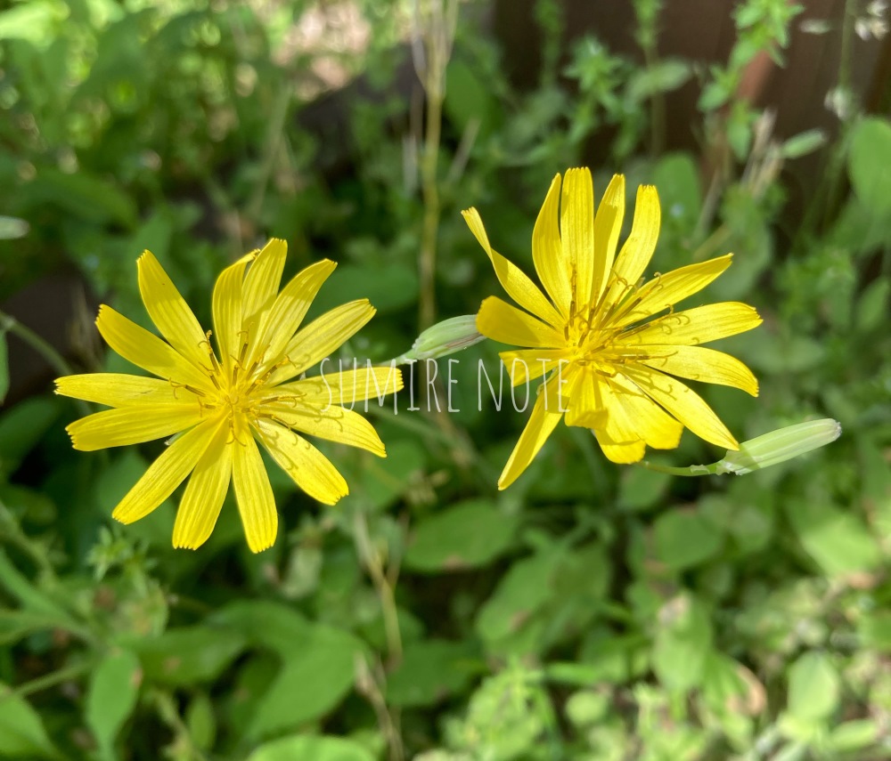 オオジシバリの花のアップ