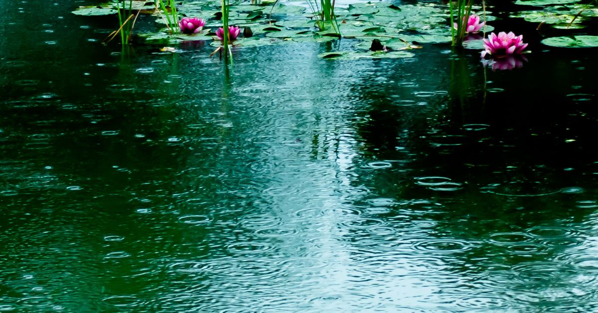 雨の池