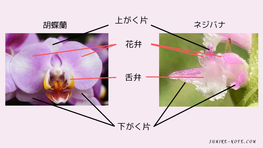 ラン科の花のつくり