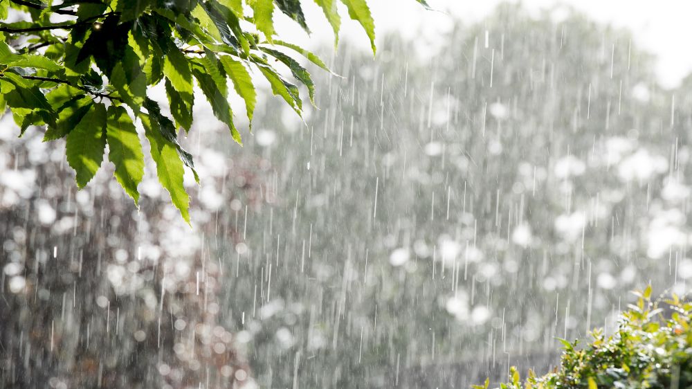 雨が降っている