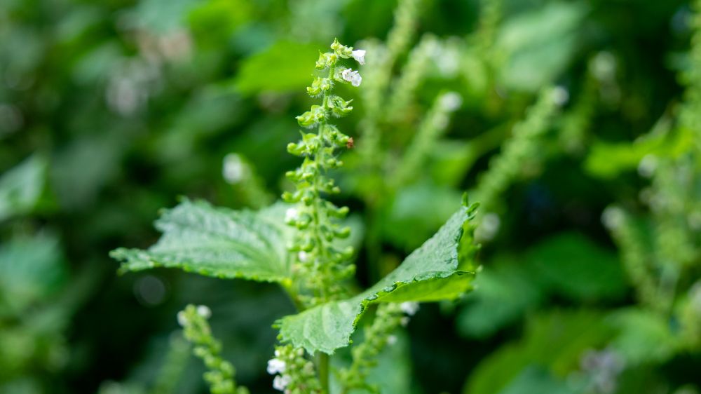 穂先に花が残ったしその穂