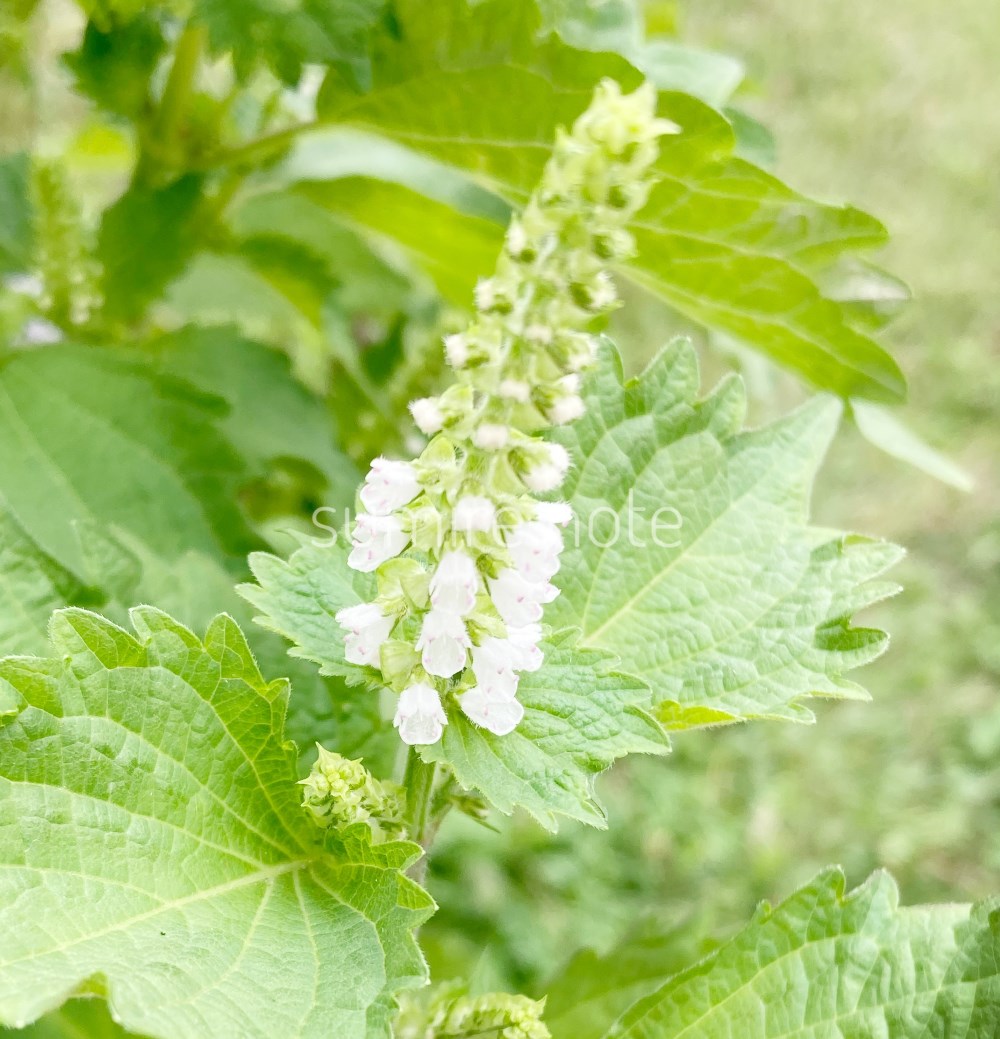 プランターで育った花穂じそ