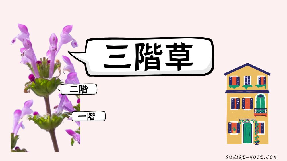 ホトケノザは三階草