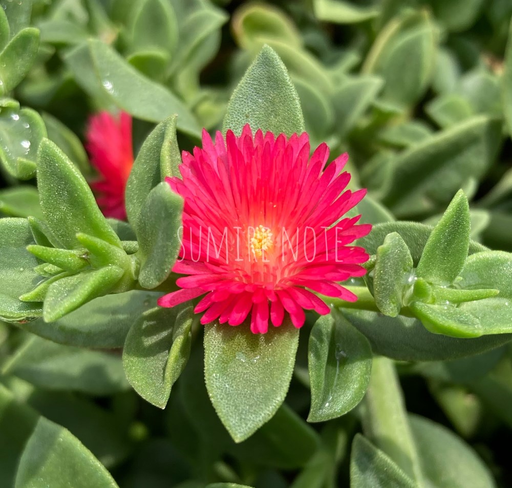ベビーサンローズの花のアップ