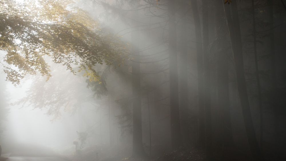 森の霧