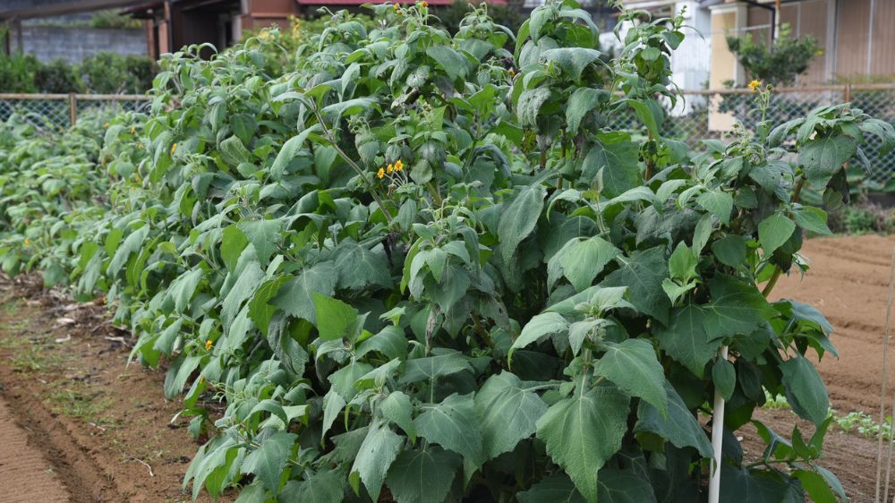 畑で花を咲かせるヤーコン