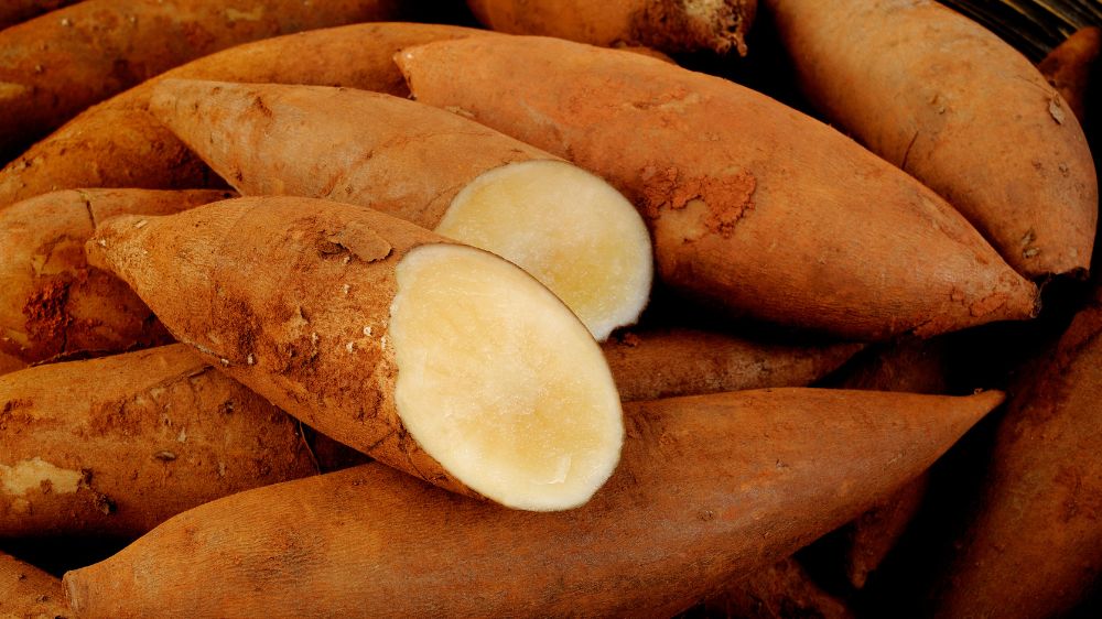 斜めにカットしたヤーコン