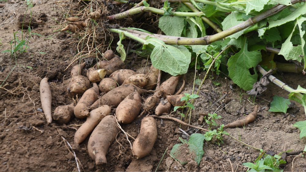 畑から掘ったヤーコン
