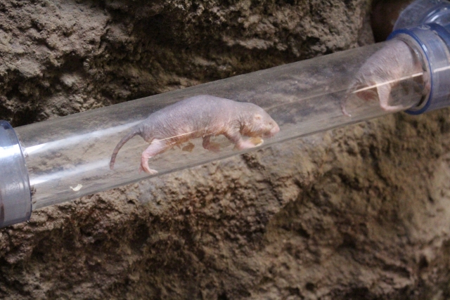トンネルを移動するハダカデバネズミ