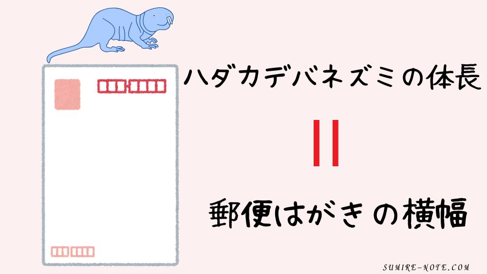 ハダカデバネズミの体長