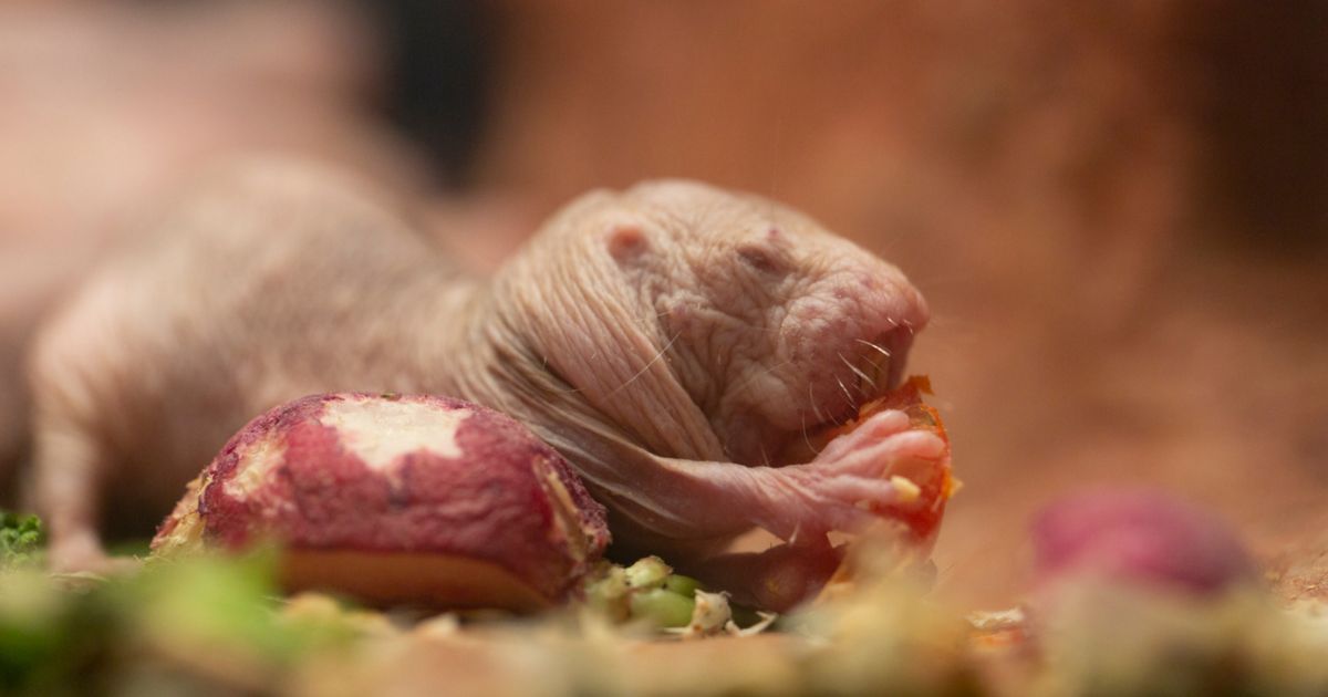 えさを食べるハダカデバネズミ