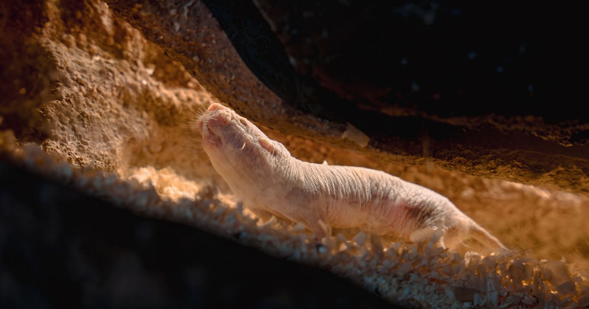 トンネルを掘るハダカデバネズミ