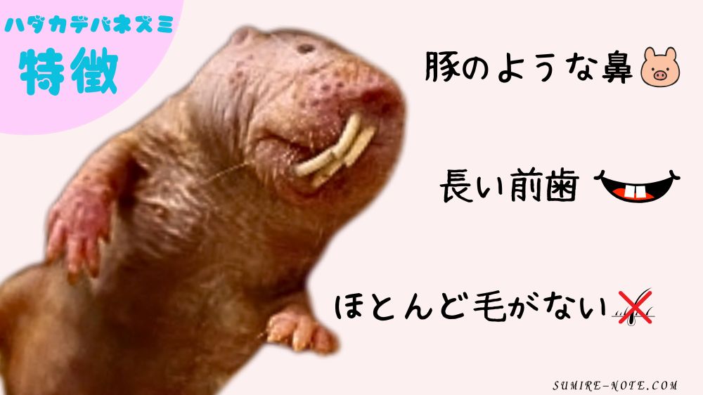 ハダカデバネズミの特徴