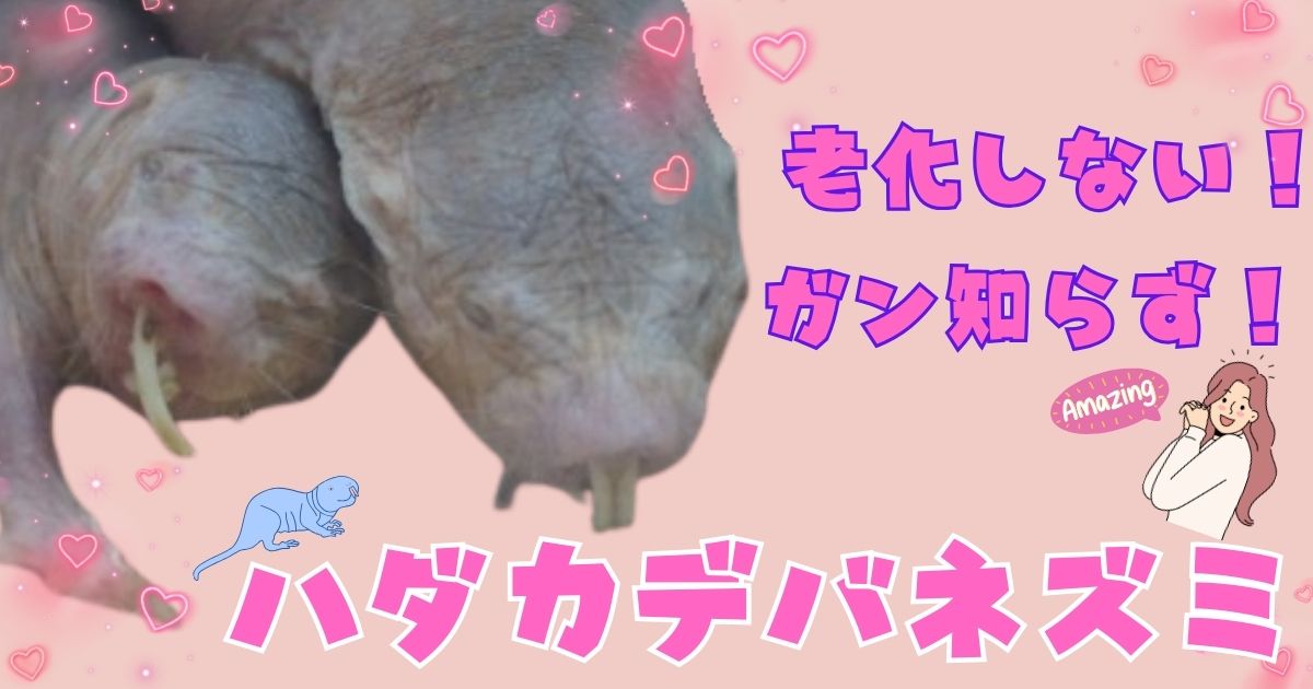 ハダカデバネズミのアイキャッチ