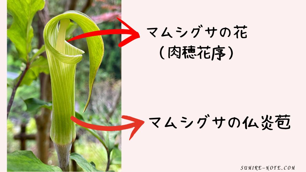 マムシグサの花序と仏炎苞